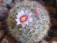 Mammillaria jaliscana